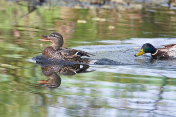 Stockenten während der Balz
