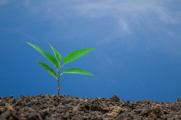 Planting trees in full sun and with regular care will help them grow and flourish.  young plants on soil against a blue sky backdrop.