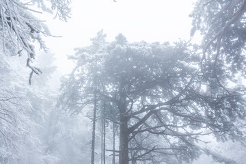 Snow-covered pine trees against the sky. Snow on spruce needles. Snow falls from above. Concept of the arrival of winter. Winter natural panoramic background. Elements of the winter forest.