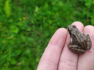 frog in the hand