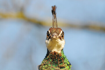 head from female common peafowl in the nature