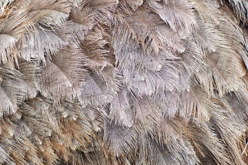 background, texture of ostrich feathers.