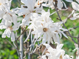 White magnolia in bloom. Candid. © bicicletta