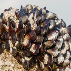 close up of a shell