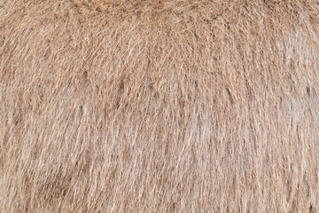 Background from wool, animal hair of light color.