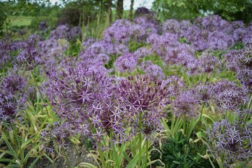 Fototapeta premium field of purple