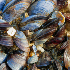 clams in a market
