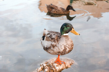 duck with one leg