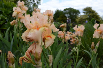 flowers in field