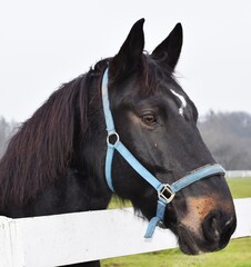 portrait of a horse © Agnieszka