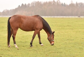 Obraz premium horse and foal