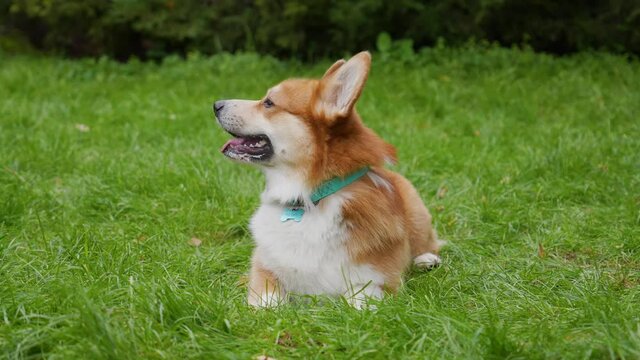 A beautiful reddish white Pembroke Welsh Corgi sits, looks forward, on the green grass in the park. The dog begins to twist its head and bark. Day of dogs, day of pets. Close up. Slow motion.