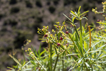 Wandern auf La Gomera