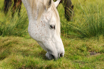 white horse graze on pasture