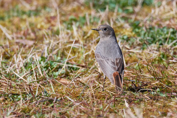 Weiblicher Hausrotschwanz (Phoenicurus ochruros)	