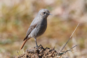 Weiblicher Hausrotschwanz (Phoenicurus ochruros)	