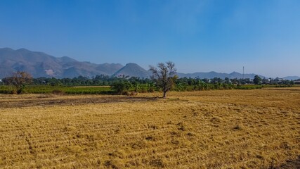 Obraz premium fields of rice