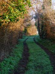 Naklejka premium path in the woods