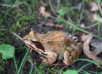 kleiner Frosch im Laub auf dem Waldboden - little frog