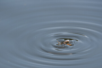 a black and yellow insect fell into the water, it forms circles on the water.   © ezp