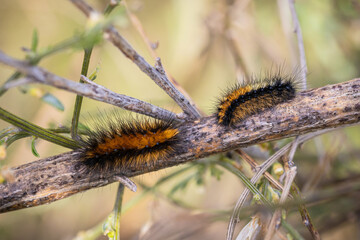 Caterpillars in its natural environment.