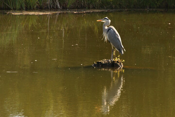 Reiher auf seiner Insel