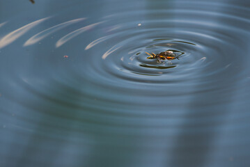 a black and yellow insect fell into the water, it forms circles on the water.   © ezp