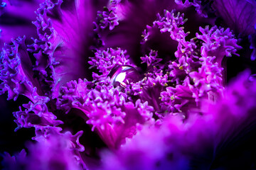 .Winter rose with water drop