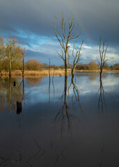 Winter landscape image of the dead trees in Arcot Pond, Cramlington, Northumberland, England.