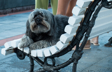 Straßenhund auf La Gomera