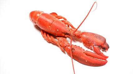 ボイルされたロブスター

