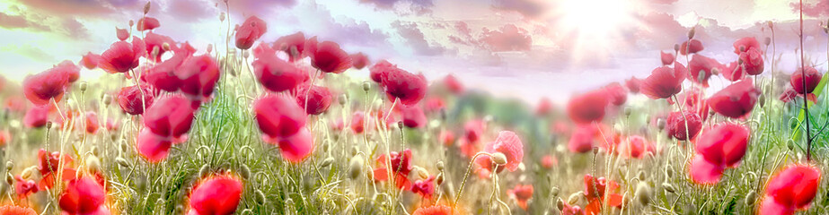 Naklejka premium Selective and soft focus on poppy flower, beautiful sunset landscape in meadow, beauty in spring