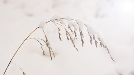 snow covered branches