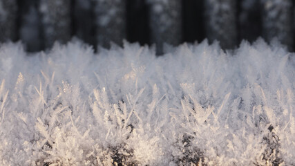 frost on the plant, macro winter