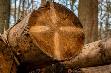 Holzpolter