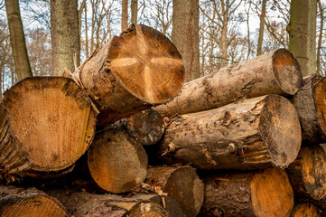 Holzpolter