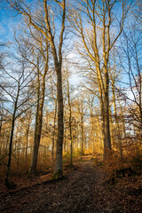 Buchenhochwald