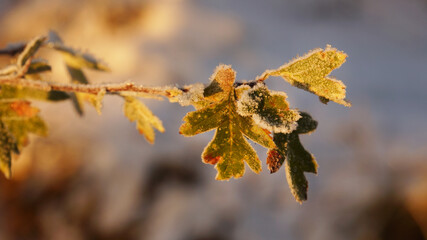  leaves in the snow