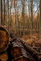 Holzpolter Käferholz