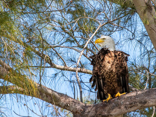 American bald eagle resting on old tree, Florida, USA