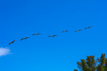 Formation of pelicans against blue sky