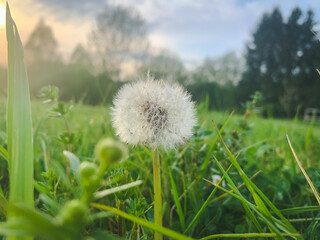 dandelion in the grass 1 - Pusteblume 1