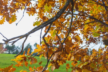 Orange oak leaves in autumn, Collepietra - Steinegg, South Tyrol, Italy. Concept: autumn landscape in the Dolomites