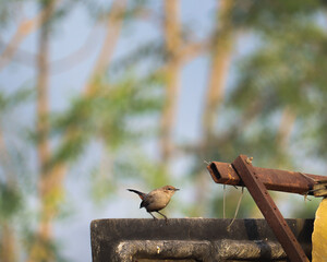 This is the picture of an 