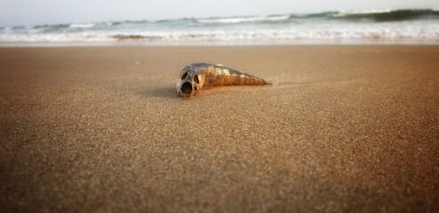 Dead fish on the ocean beach
