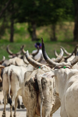  The Indian shepherd on the way with its herd of cows, And foggy weather. With selective focus on subject.