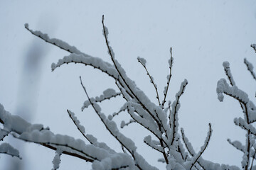 The branches are covered with snow. Frosty tree branch in winter