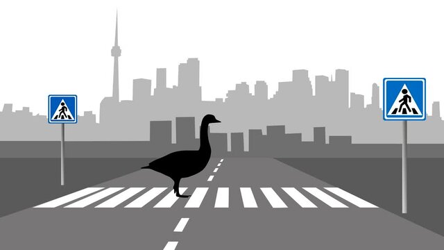Cityscape with a goose crossing the road at zebra crosswalk (animation, seamless loop)