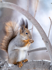 The squirrel with nut sits on tree in the winter or late autumn