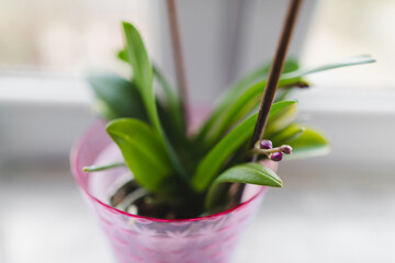 Mini pink orchidea close up, blossoming flowers © Justyna